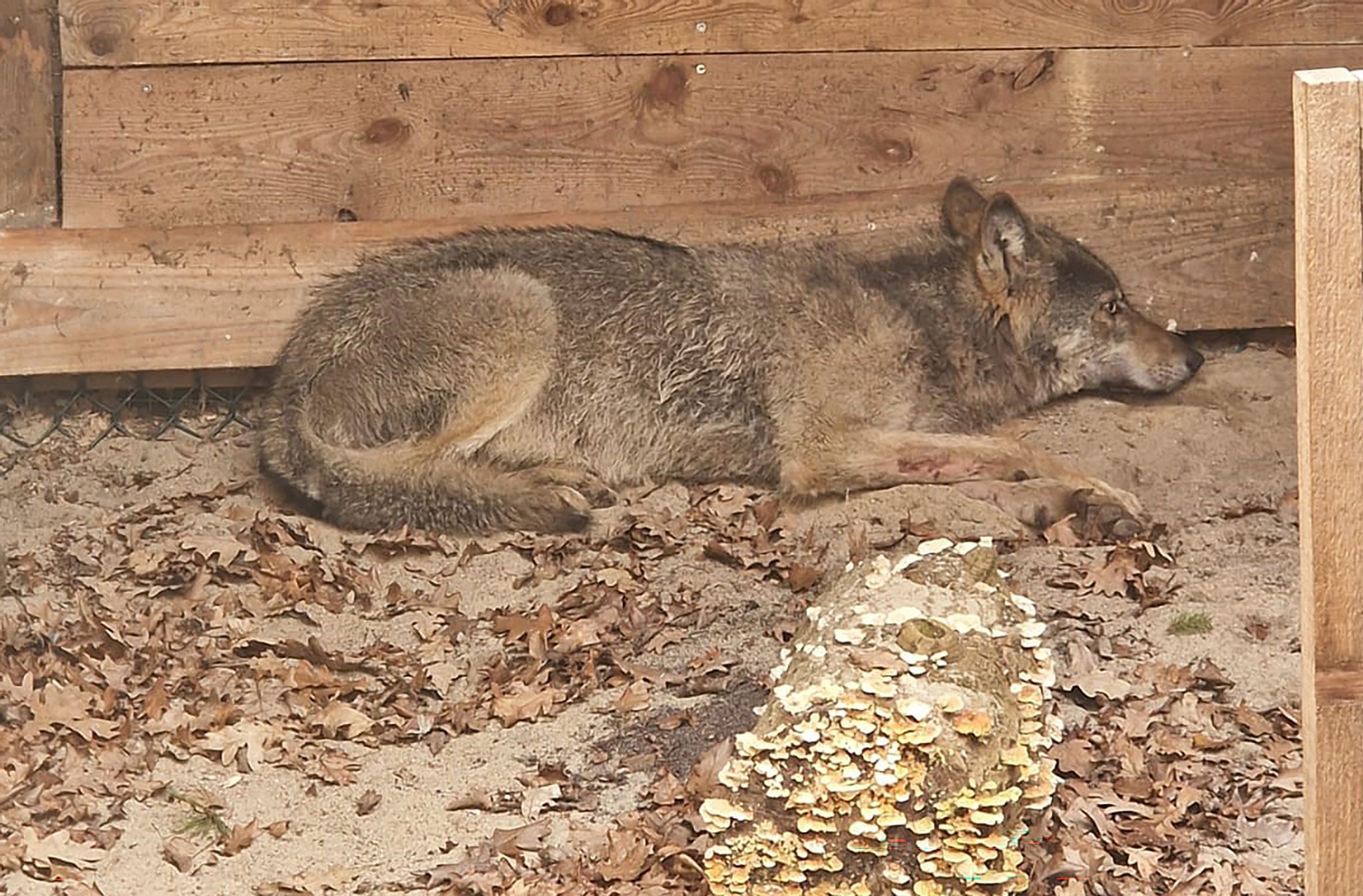 Hamburger Wolf in Tierauffangstation