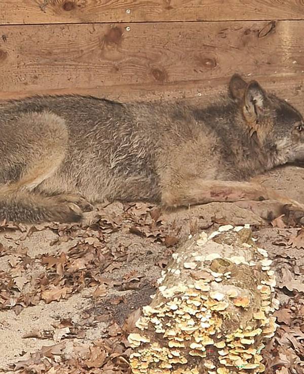 Hamburger Wolf in Tierauffangstation