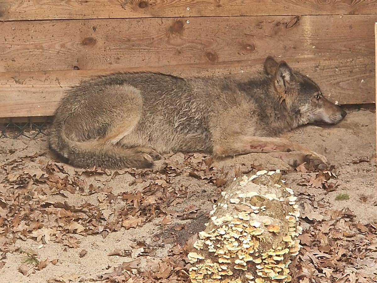 Hamburger Wolf in Tierauffangstation