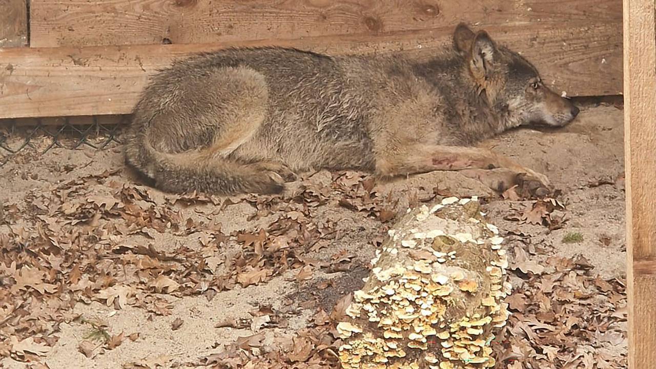 Hamburger Wolf in Tierauffangstation