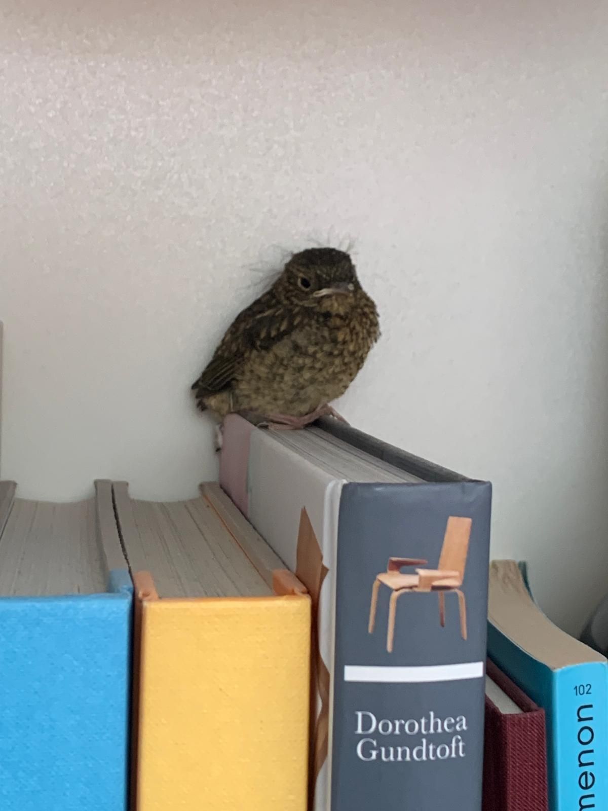 Rotkehlchen-Nachwuchs bei Gereon Kirschbaum