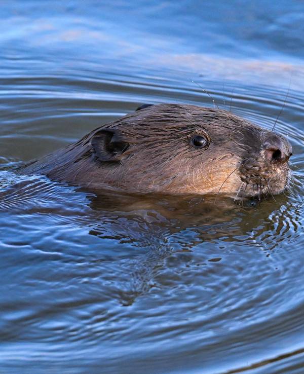 Ein Biber schwimmt im Grenzfluss Oder im Oderbruch