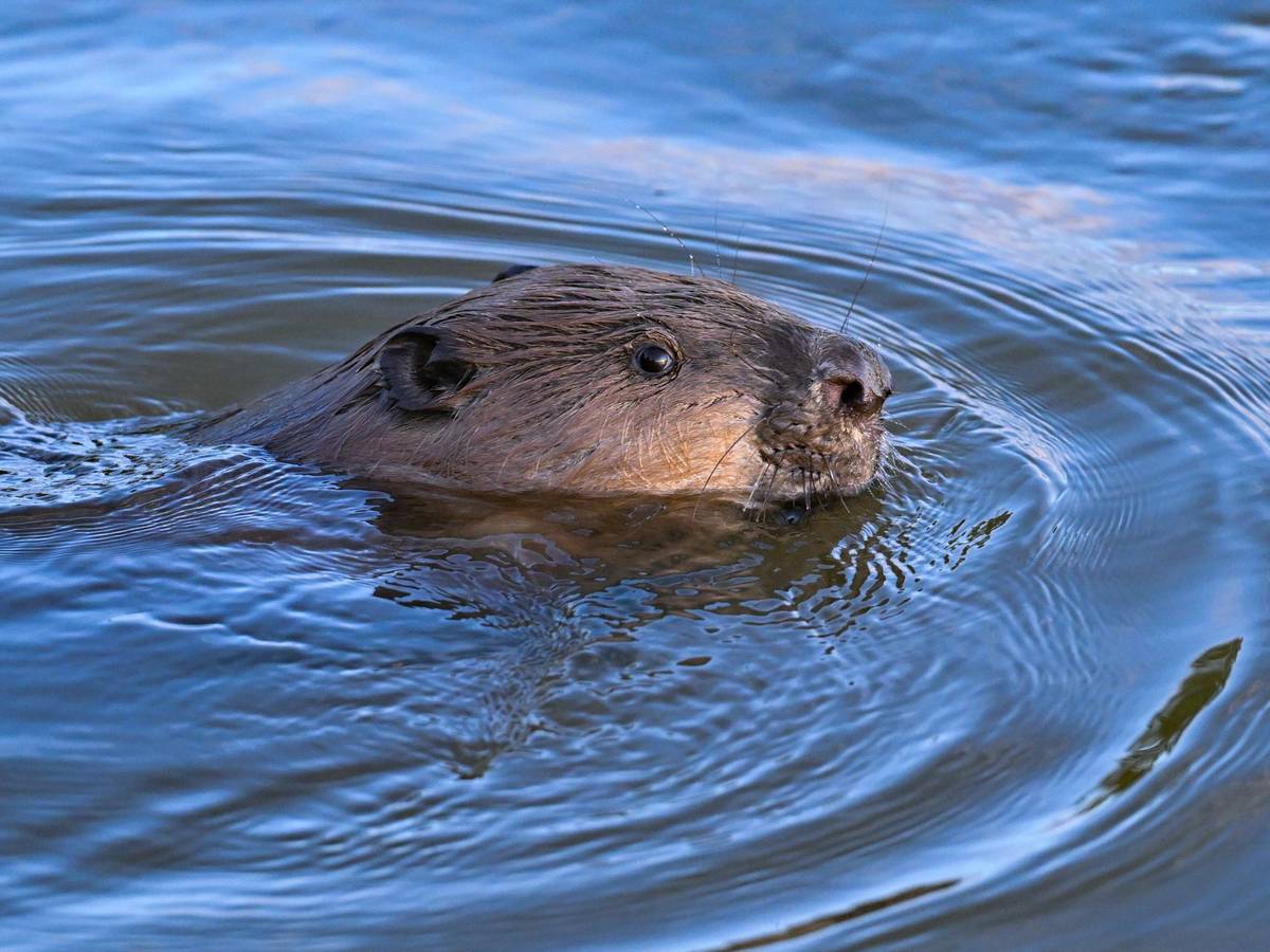 Ein Biber schwimmt im Grenzfluss Oder im Oderbruch