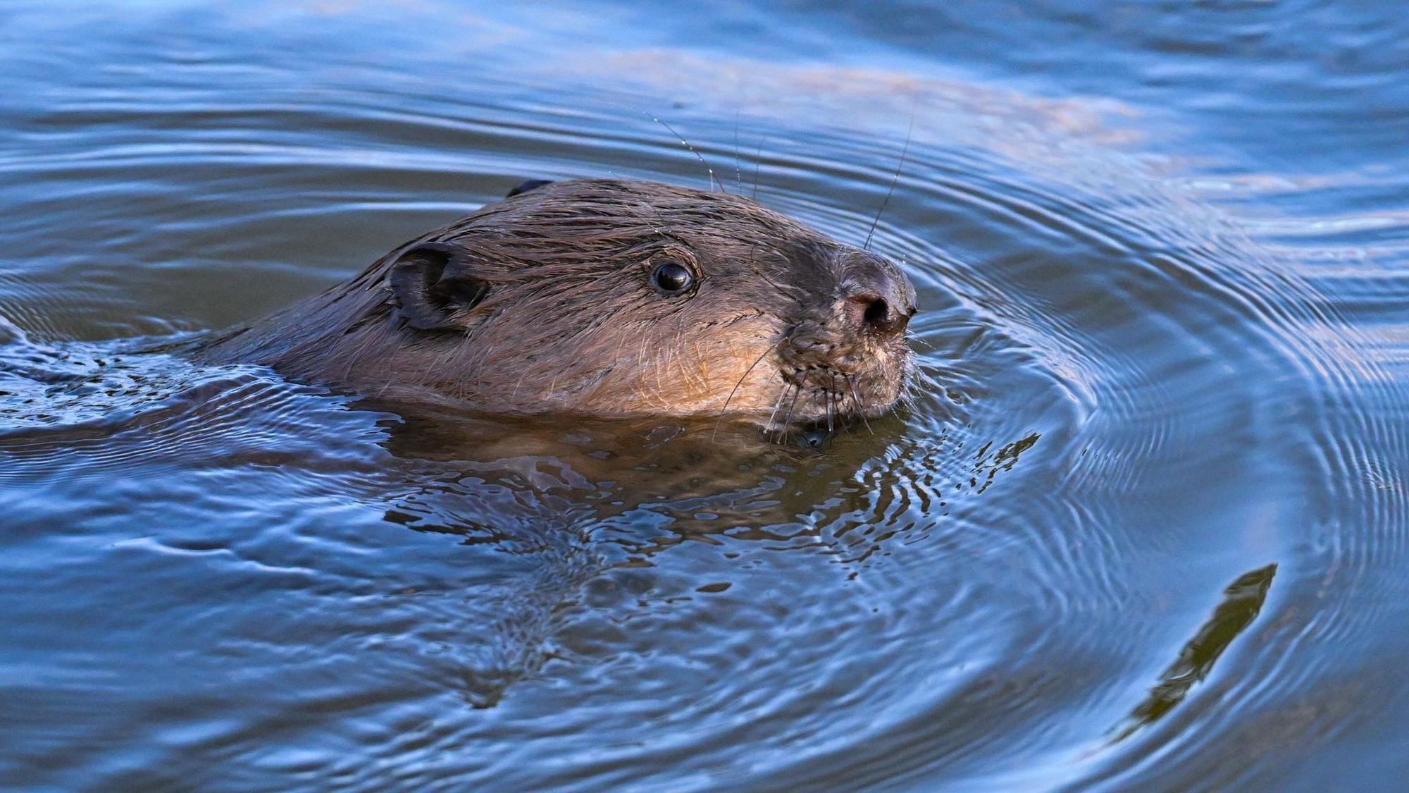 Ein Biber schwimmt im Grenzfluss Oder im Oderbruch