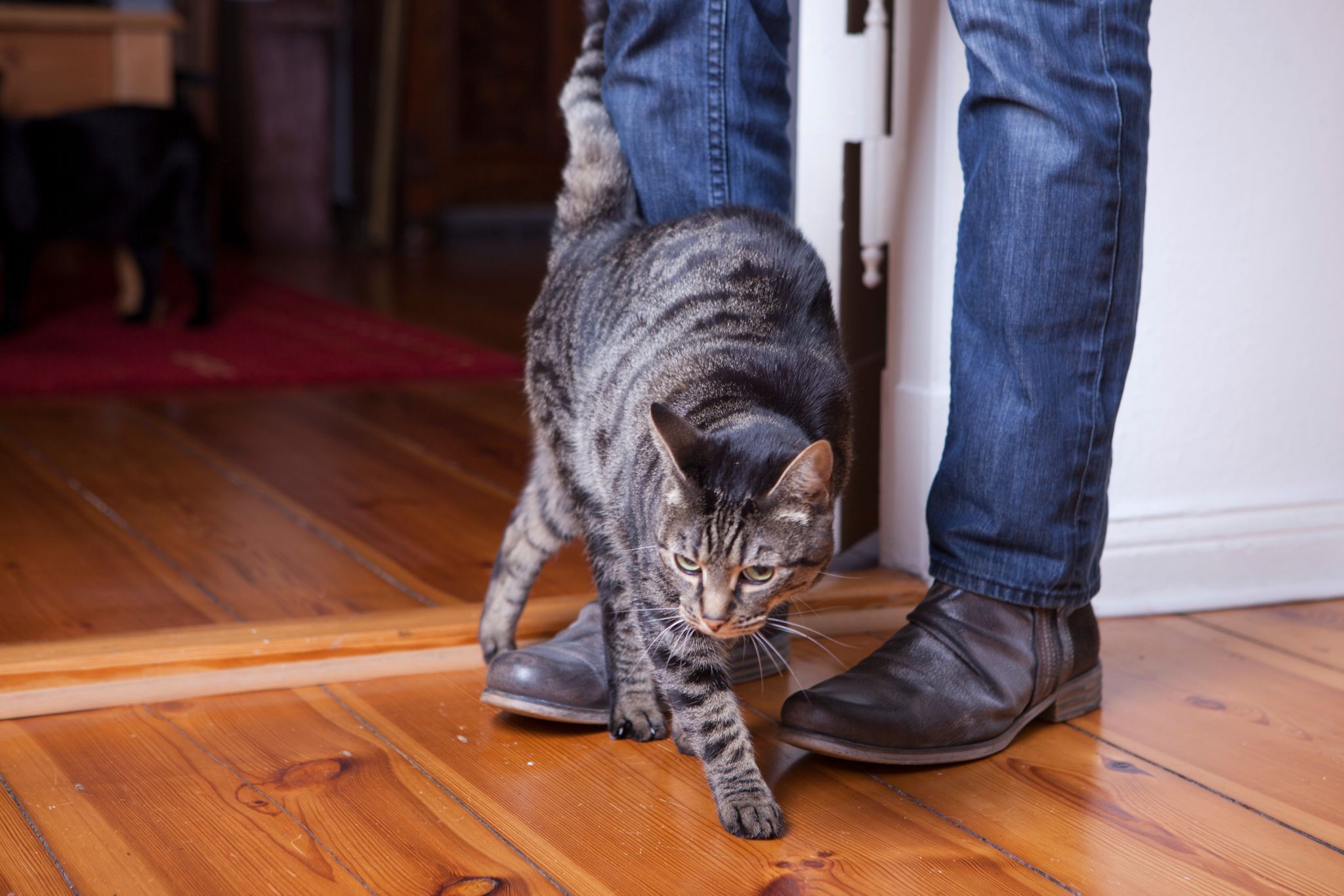 Eine Katze schmiegt sich an die Beine eines Mannes