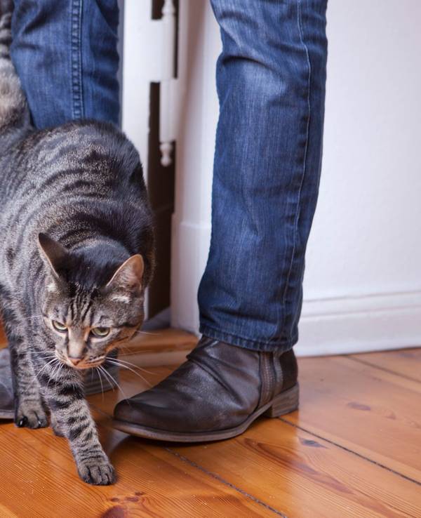 Eine Katze schmiegt sich an die Beine eines Mannes