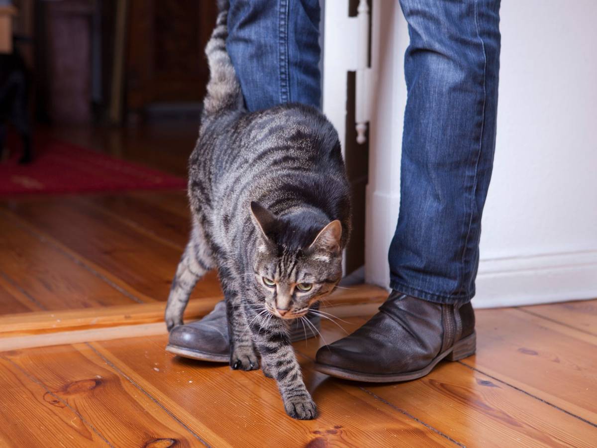 Eine Katze schmiegt sich an die Beine eines Mannes