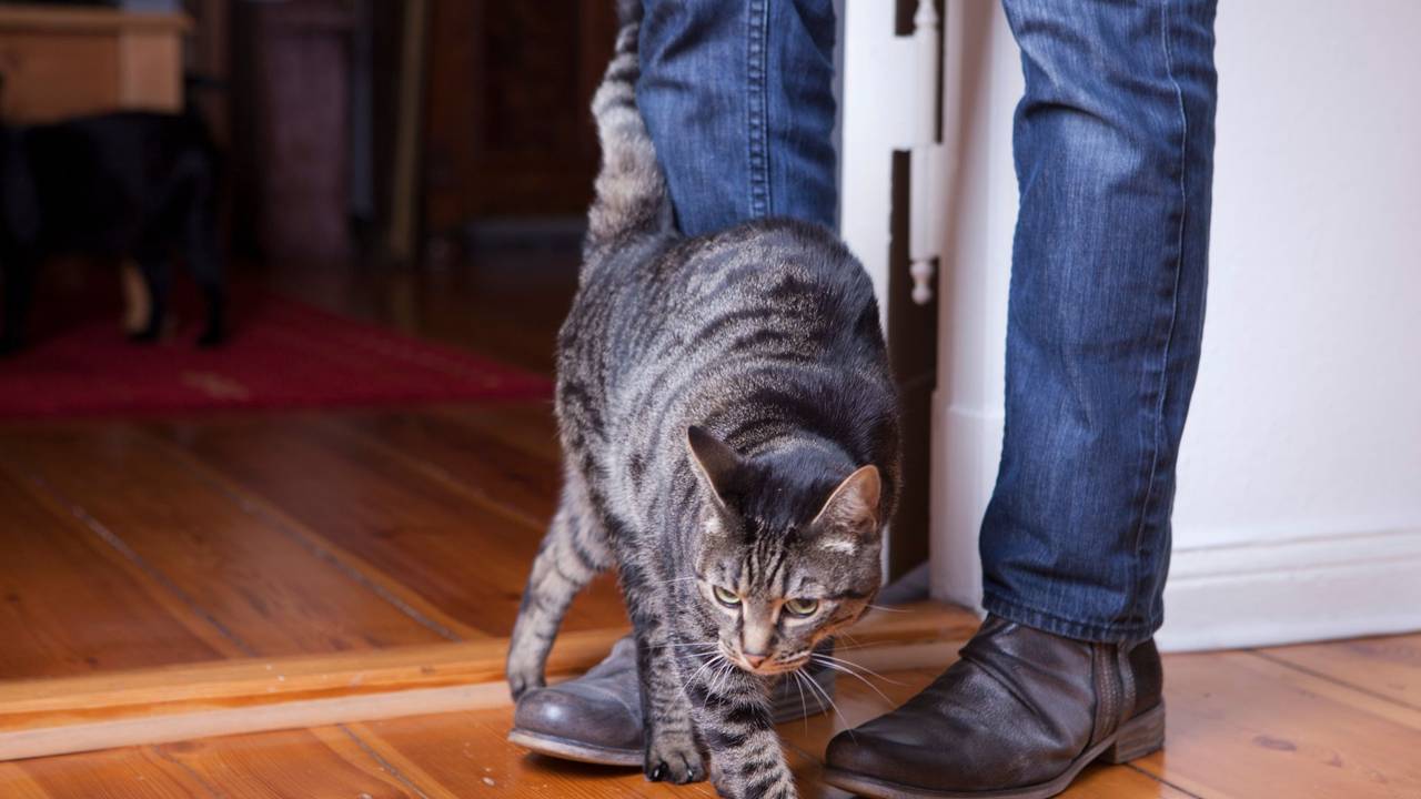 Eine Katze schmiegt sich an die Beine eines Mannes
