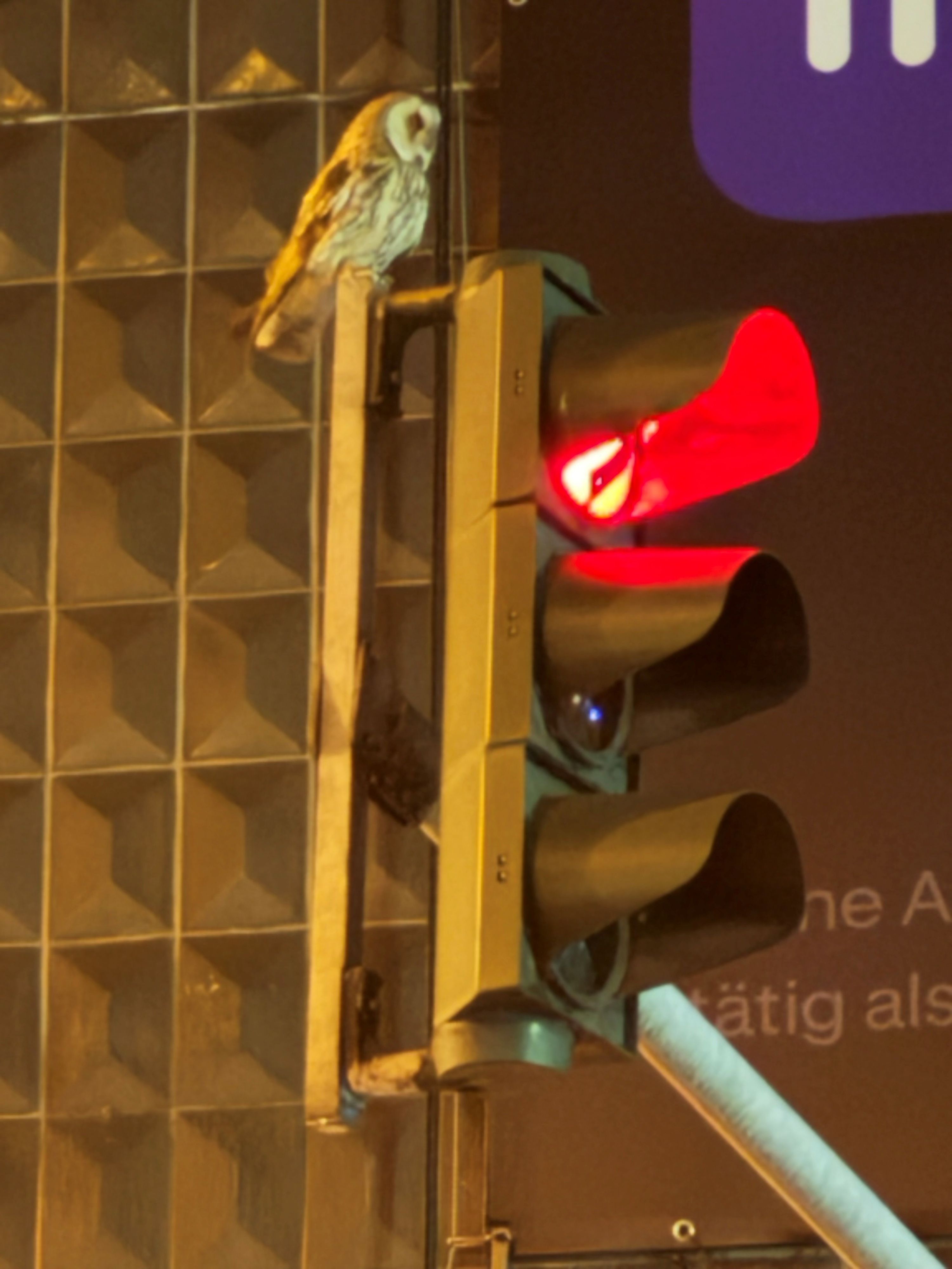 Diese Eule wurde auf einer Ampel in Köln entdeckt und fotografiert.