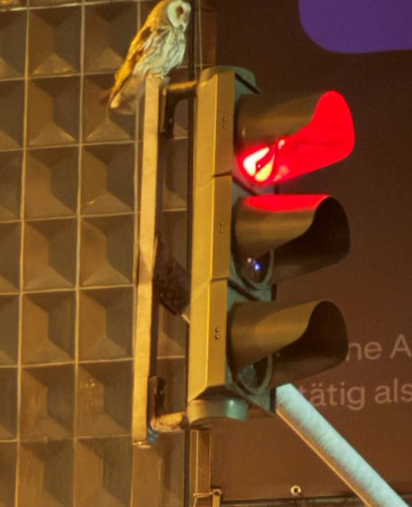 Diese Eule wurde auf einer Ampel in Köln entdeckt und fotografiert.