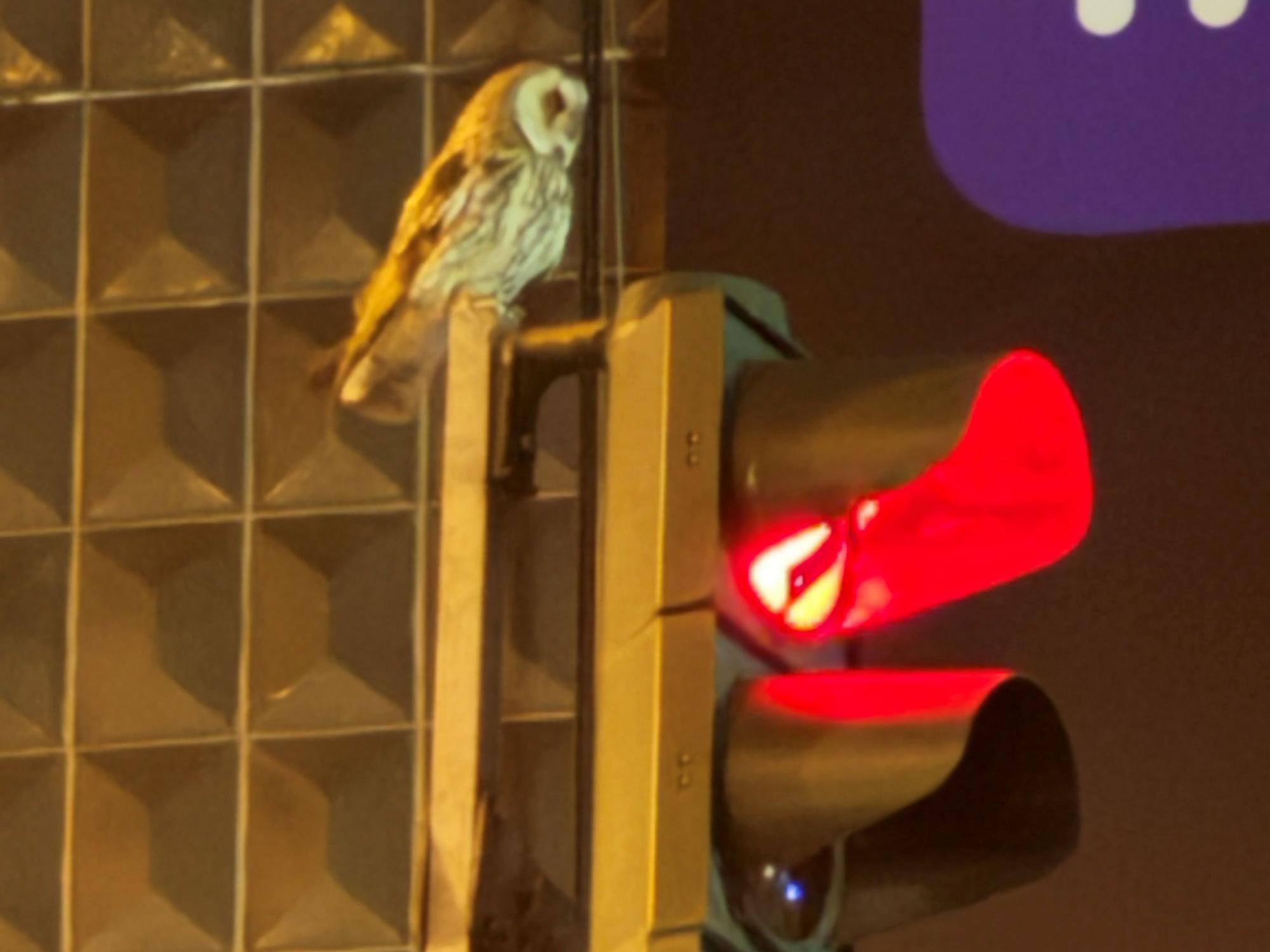 Diese Eule wurde auf einer Ampel in Köln entdeckt und fotografiert.