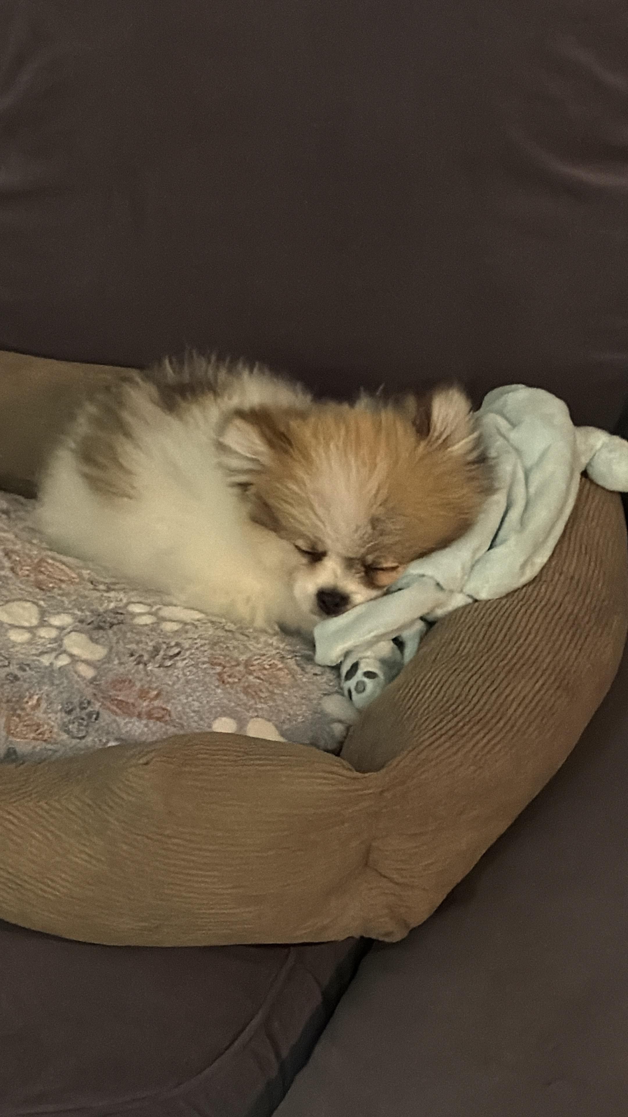 Zwergspitz Pino drückt sich an seine Kuscheltuch und schläft.