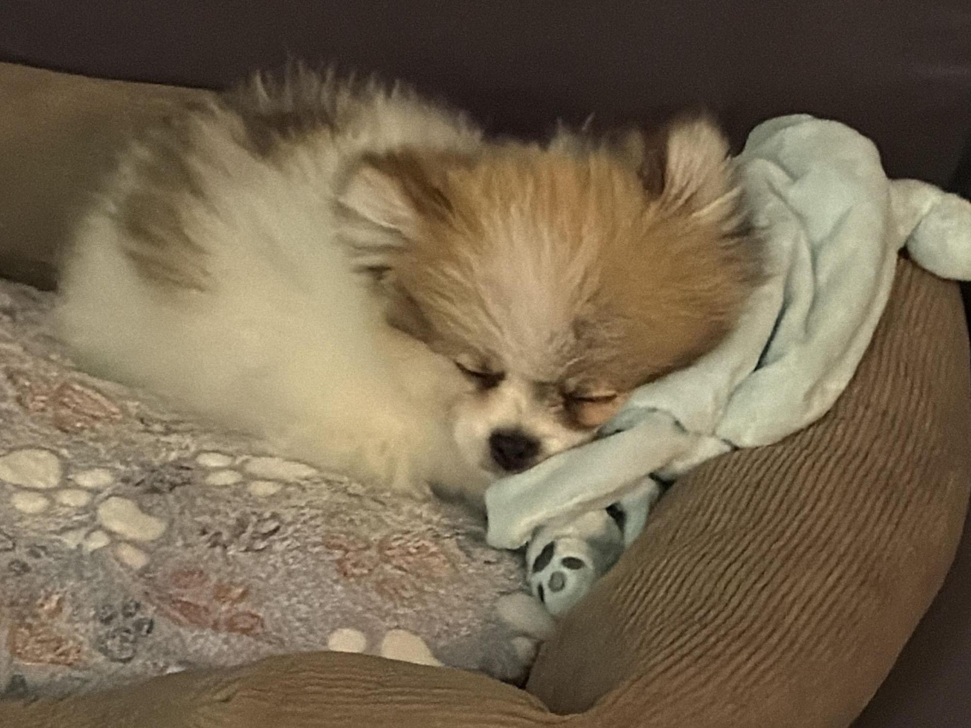 Zwergspitz Pino drückt sich an seine Kuscheltuch und schläft.