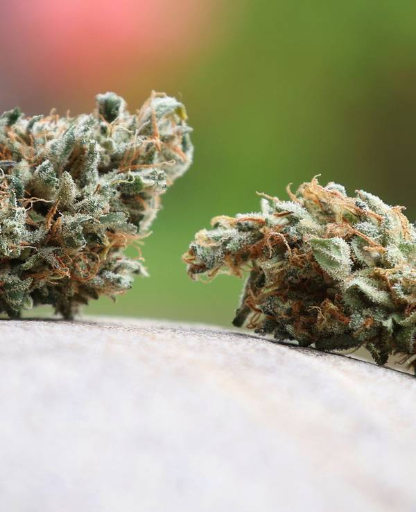 Cannabis