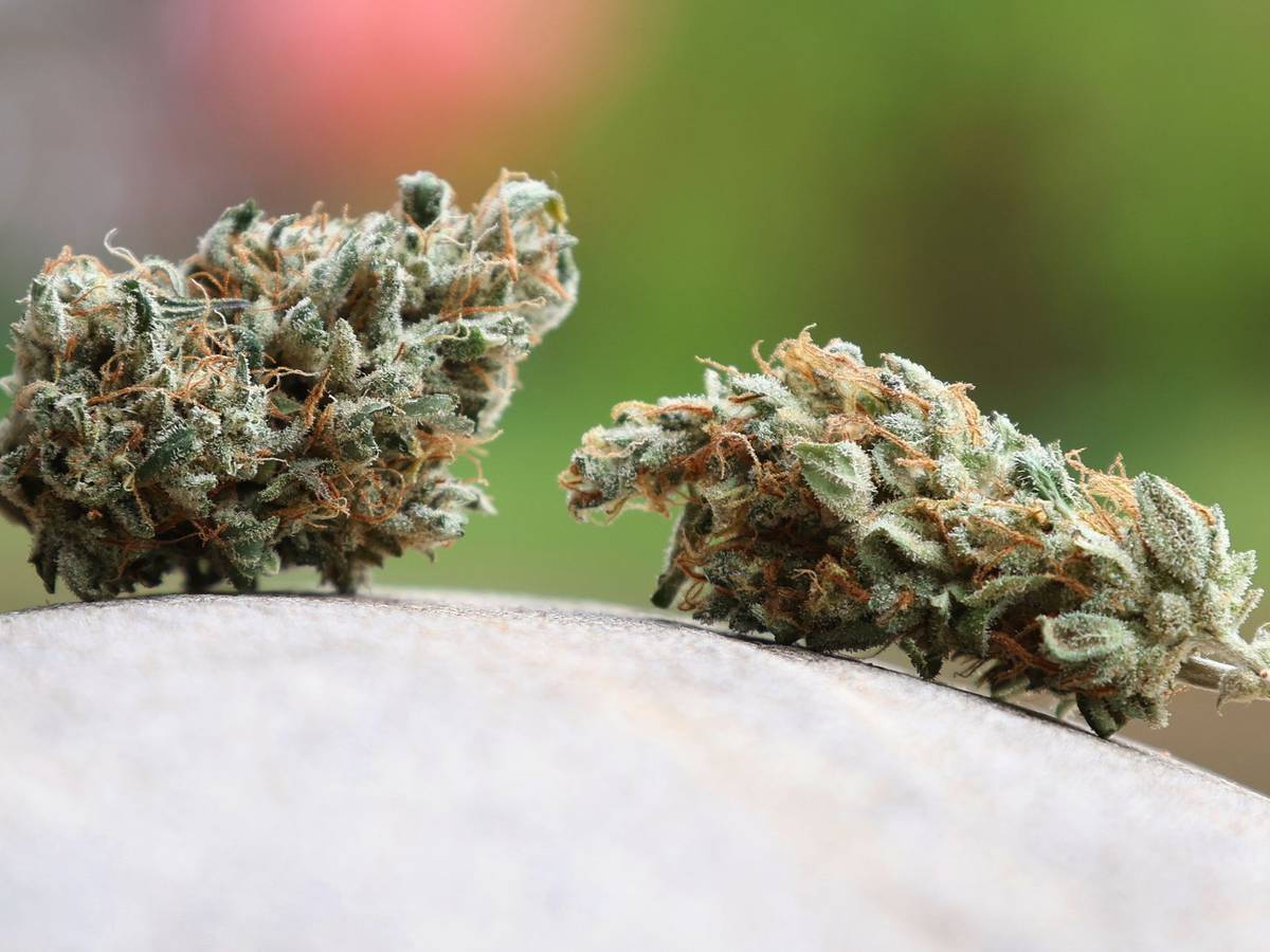 Cannabis