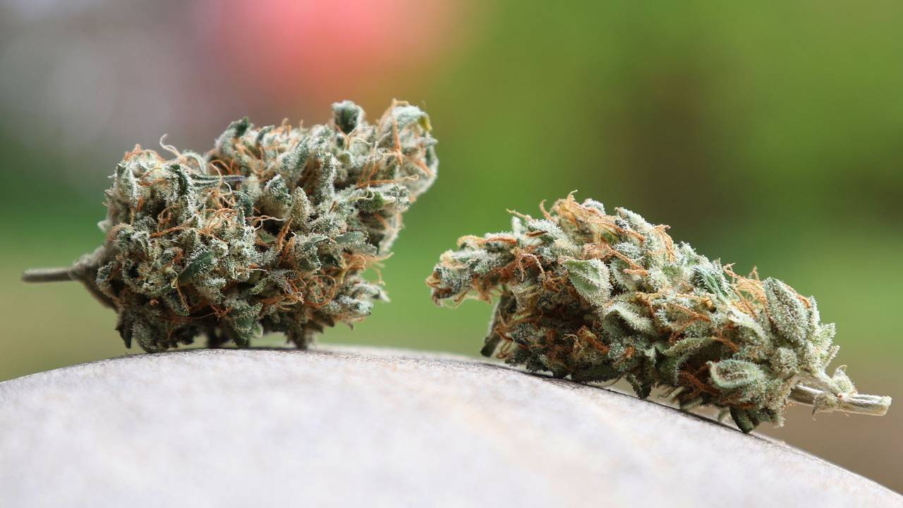 Cannabis