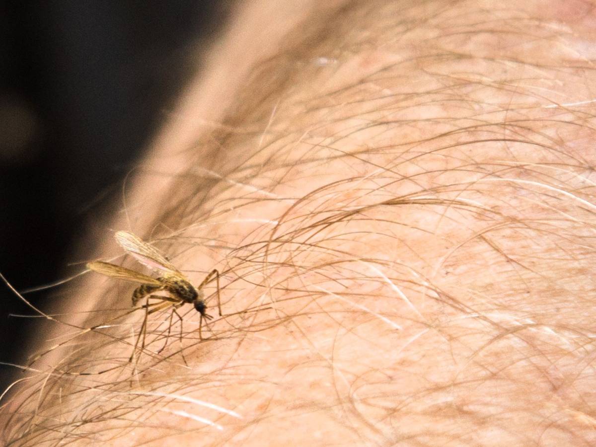 Eine Mücke sitzt auf einem Arm