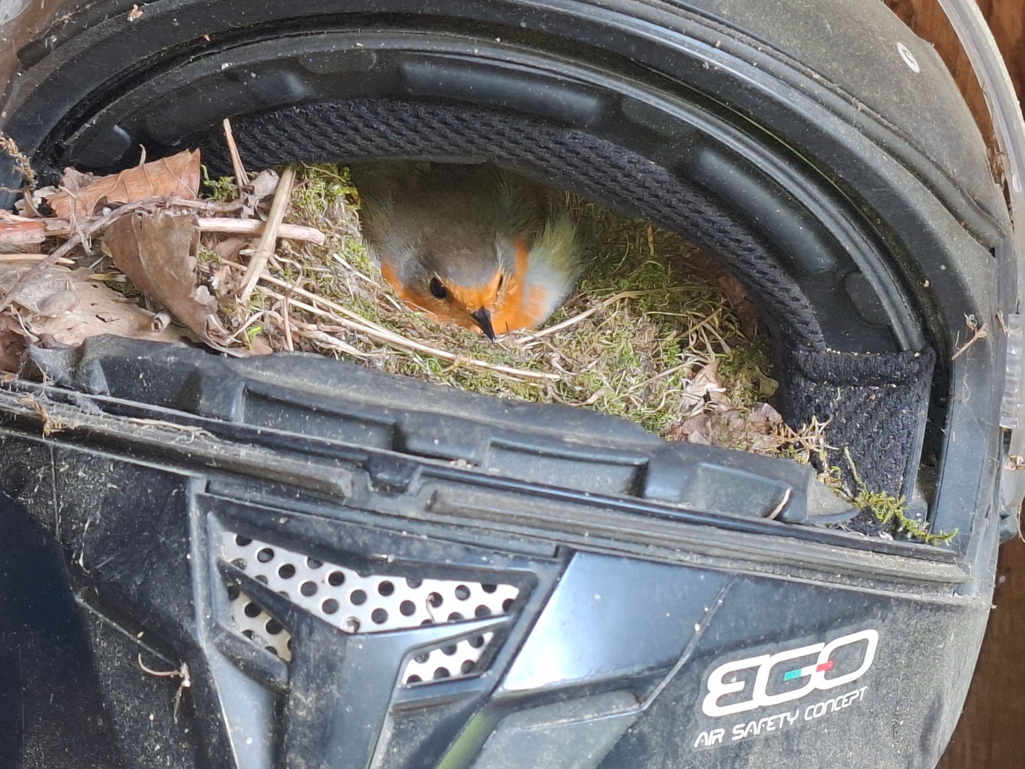 Rotkehlchen brütet in Motorradhelm