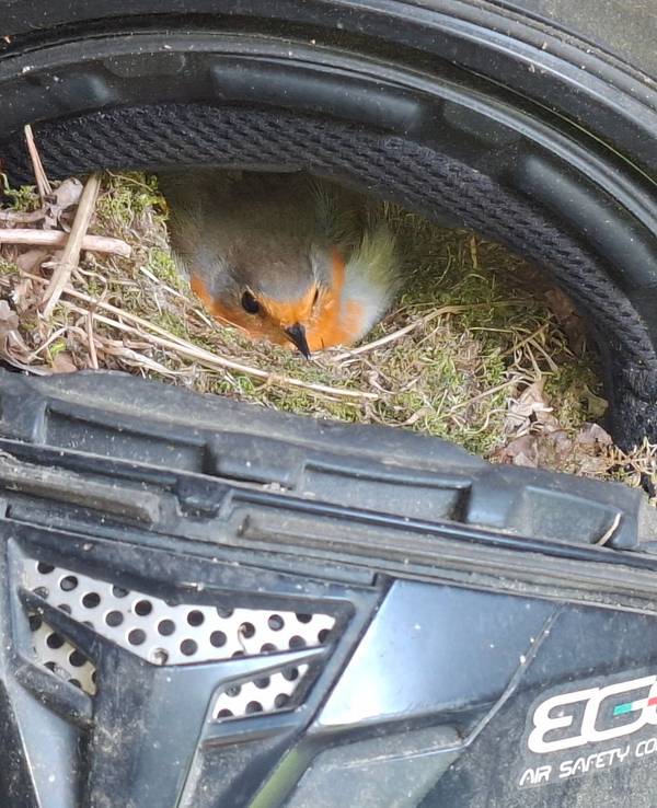 Rotkehlchen brütet in Motorradhelm
