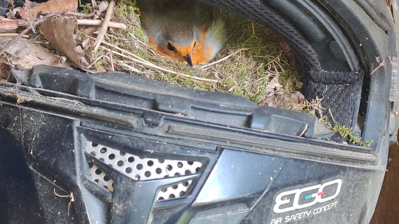 Rotkehlchen brütet in Motorradhelm