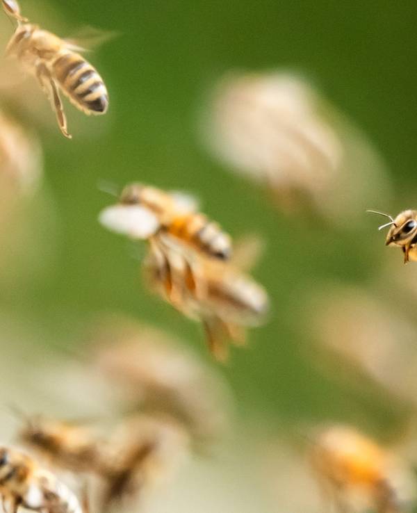Bienenschwarm