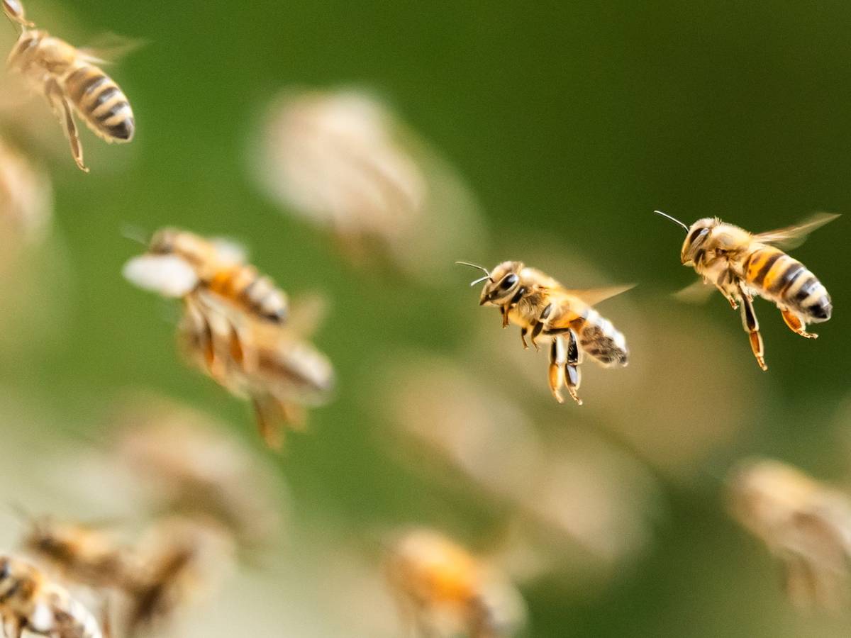 Bienenschwarm