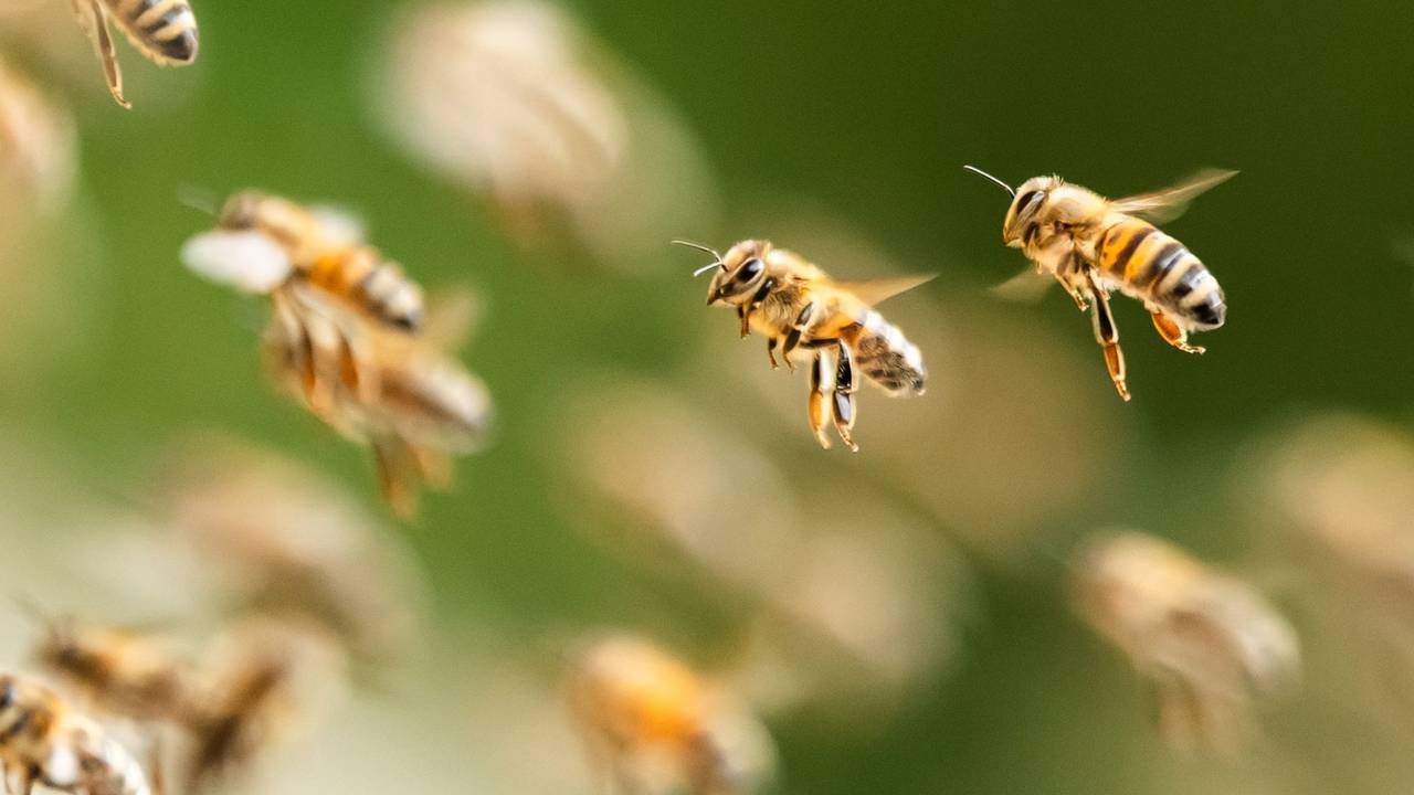 Bienenschwarm