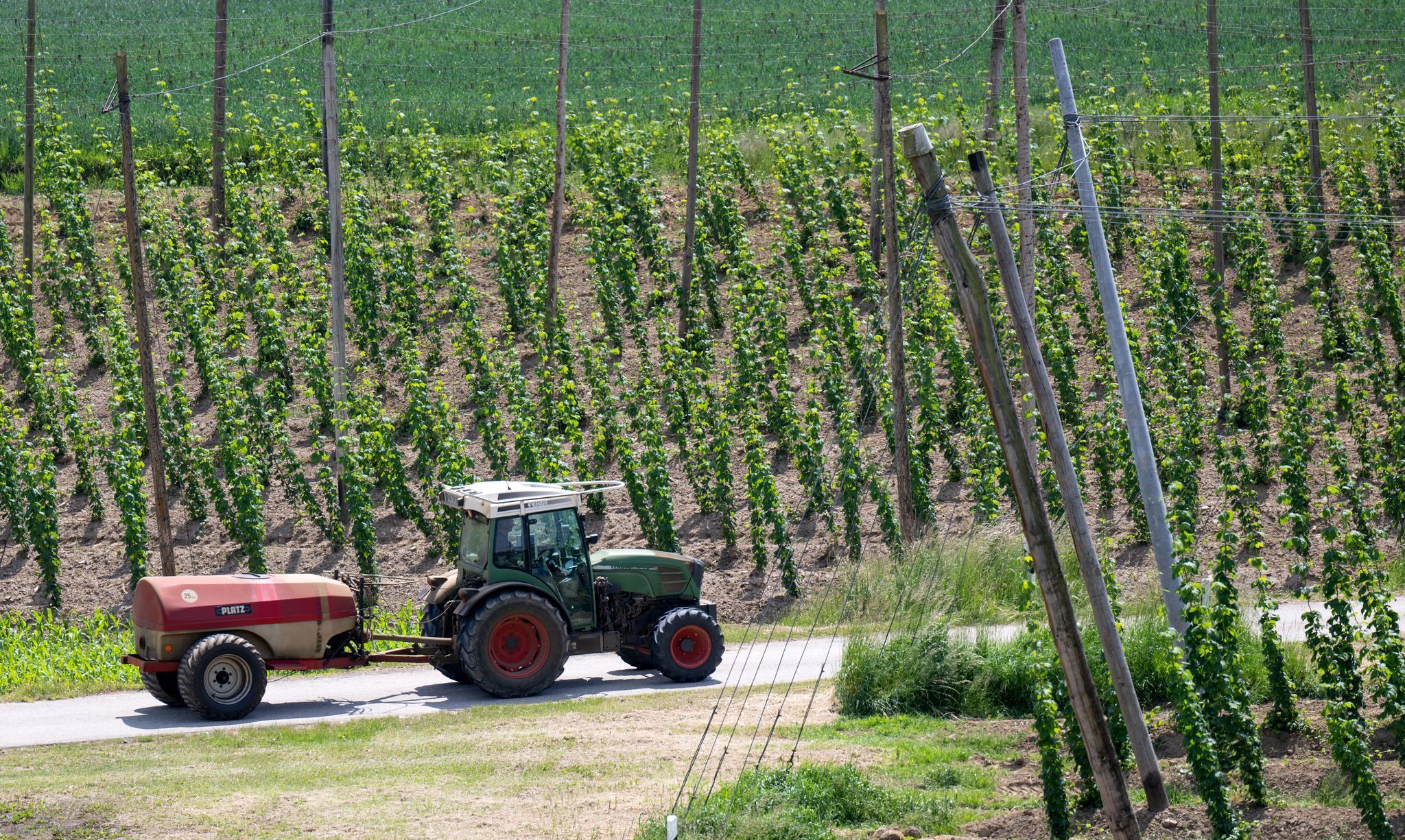Hopfen