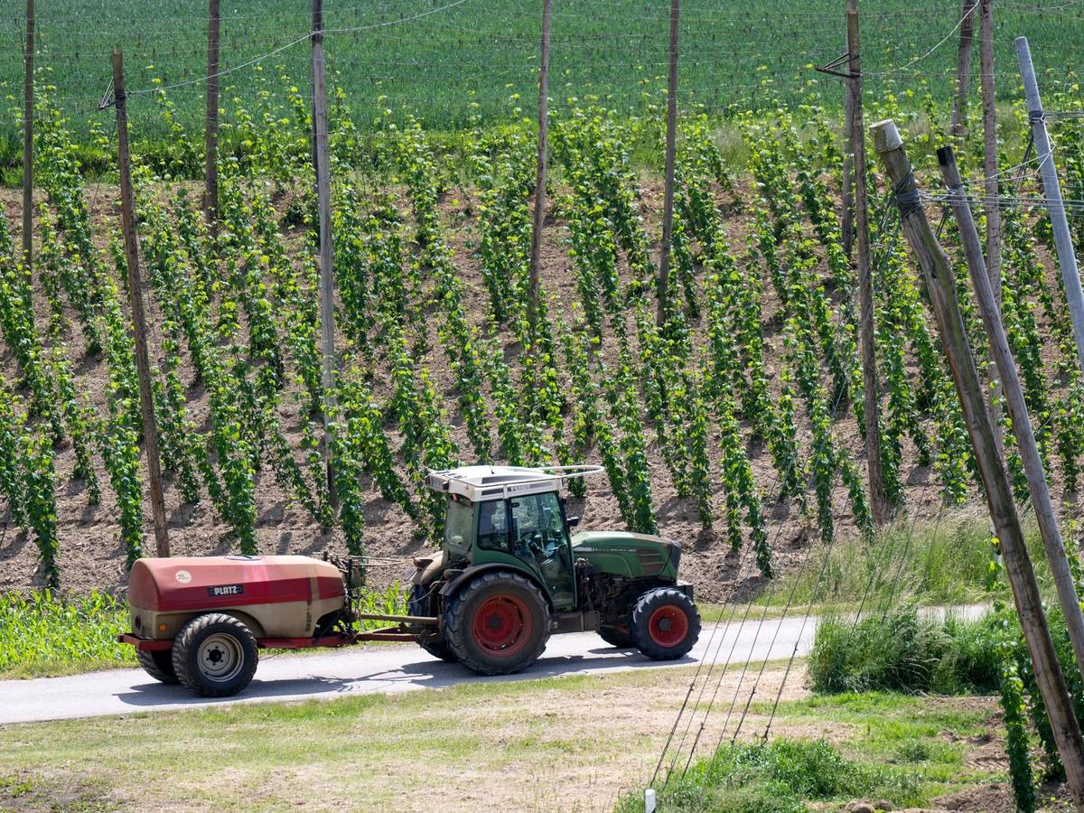 Hopfen