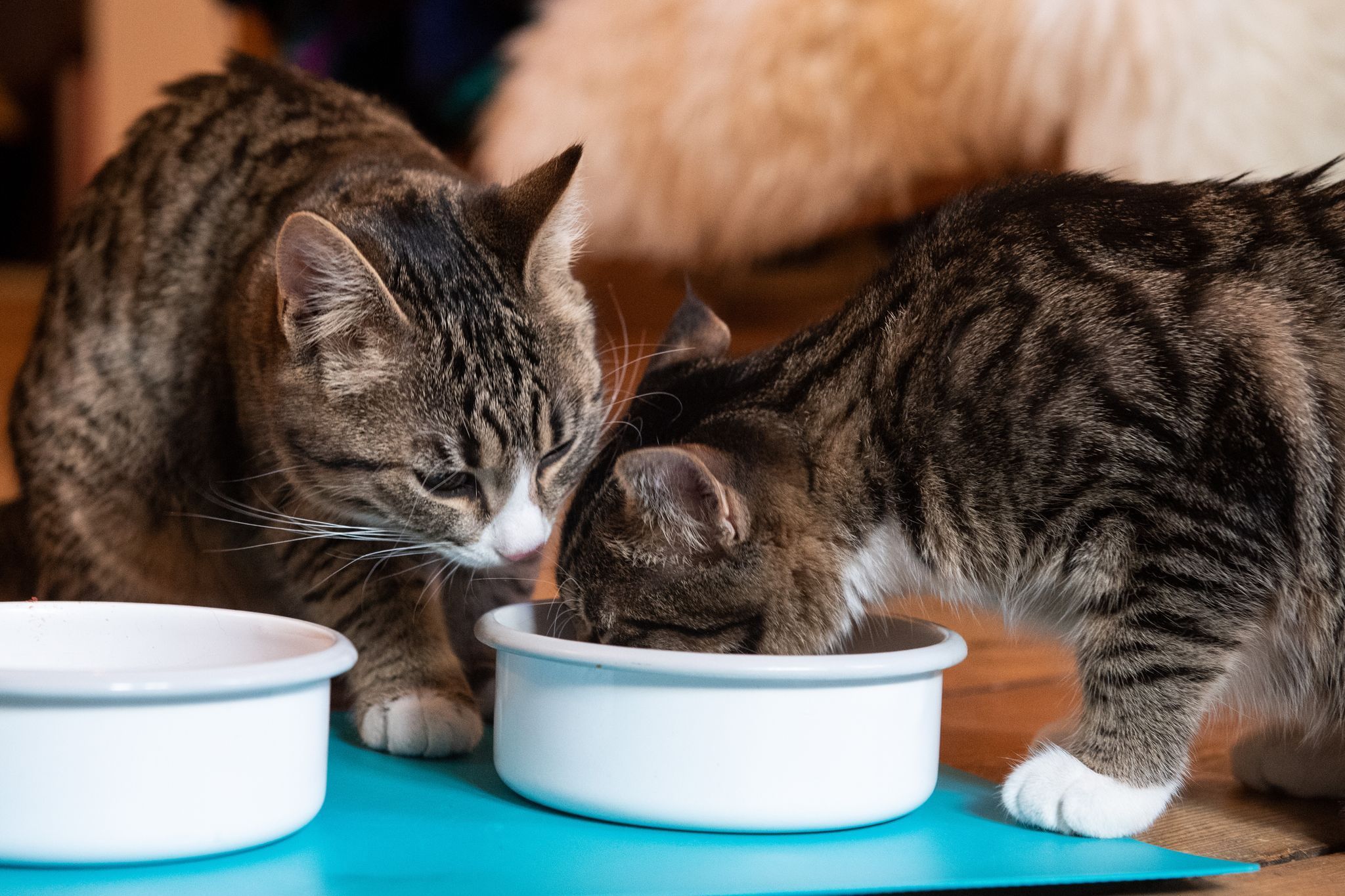 Katzen fressen gemeinsam aus einem Napf