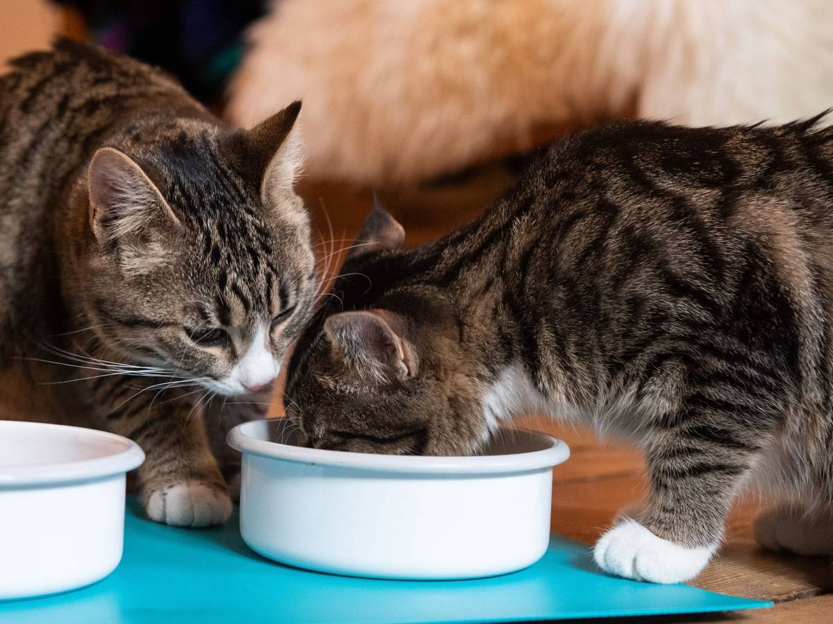 Katzen fressen gemeinsam aus einem Napf