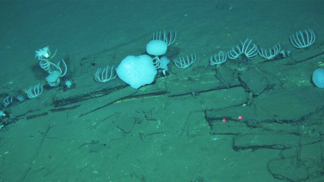 Großer Walfriedhof im Indischen Ozean entdeckt