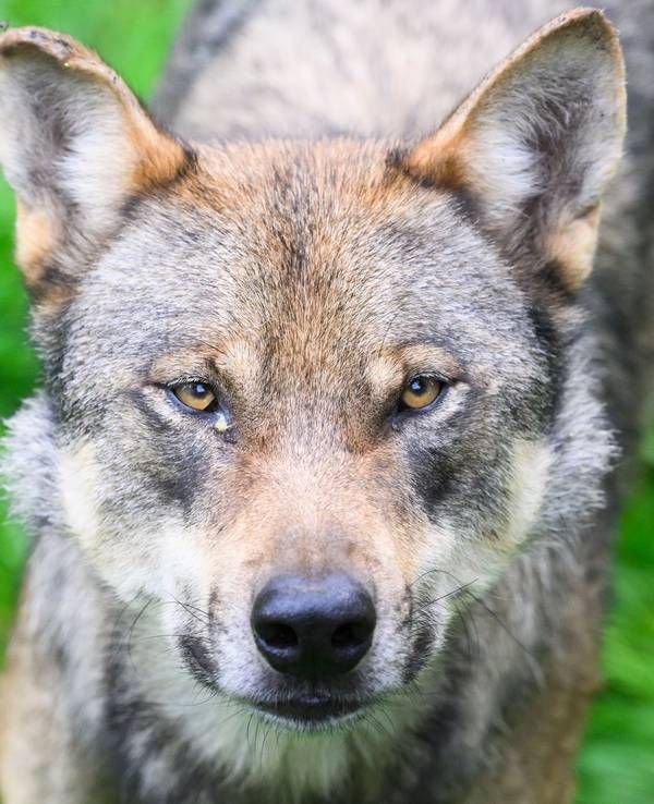 Wolf