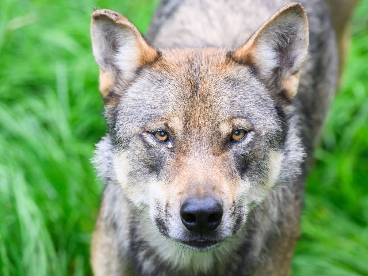 Wolf