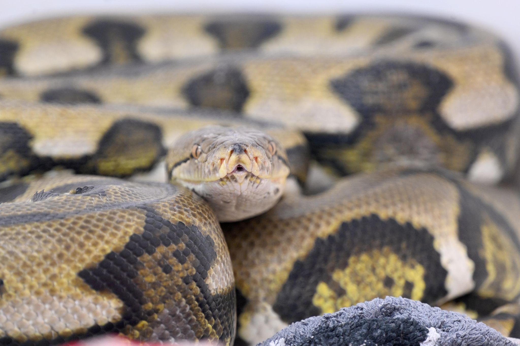 Netzpython