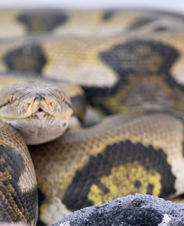 Netzpython