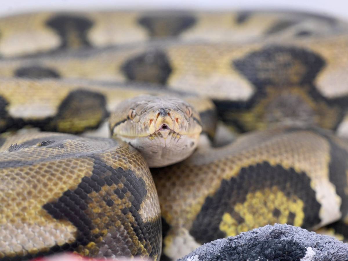 Netzpython