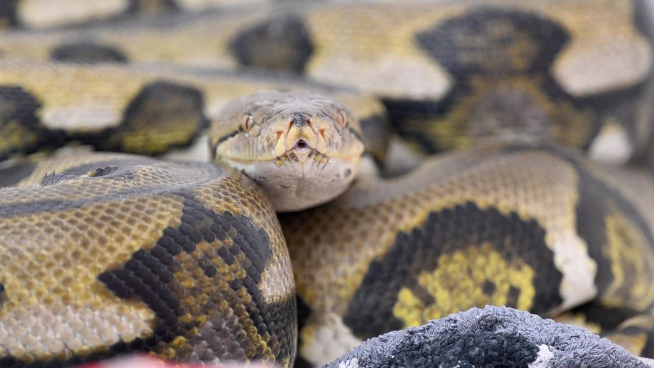 Netzpython