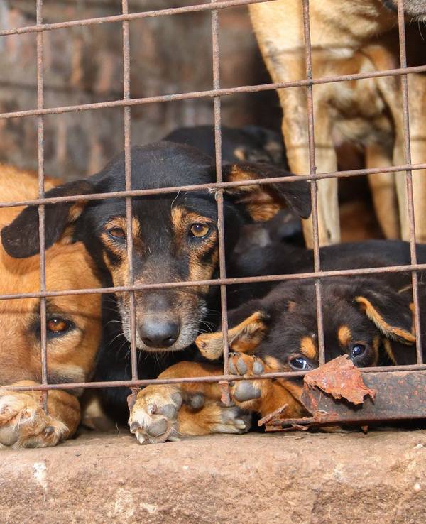 Missbrauchte Hunde in Uganda