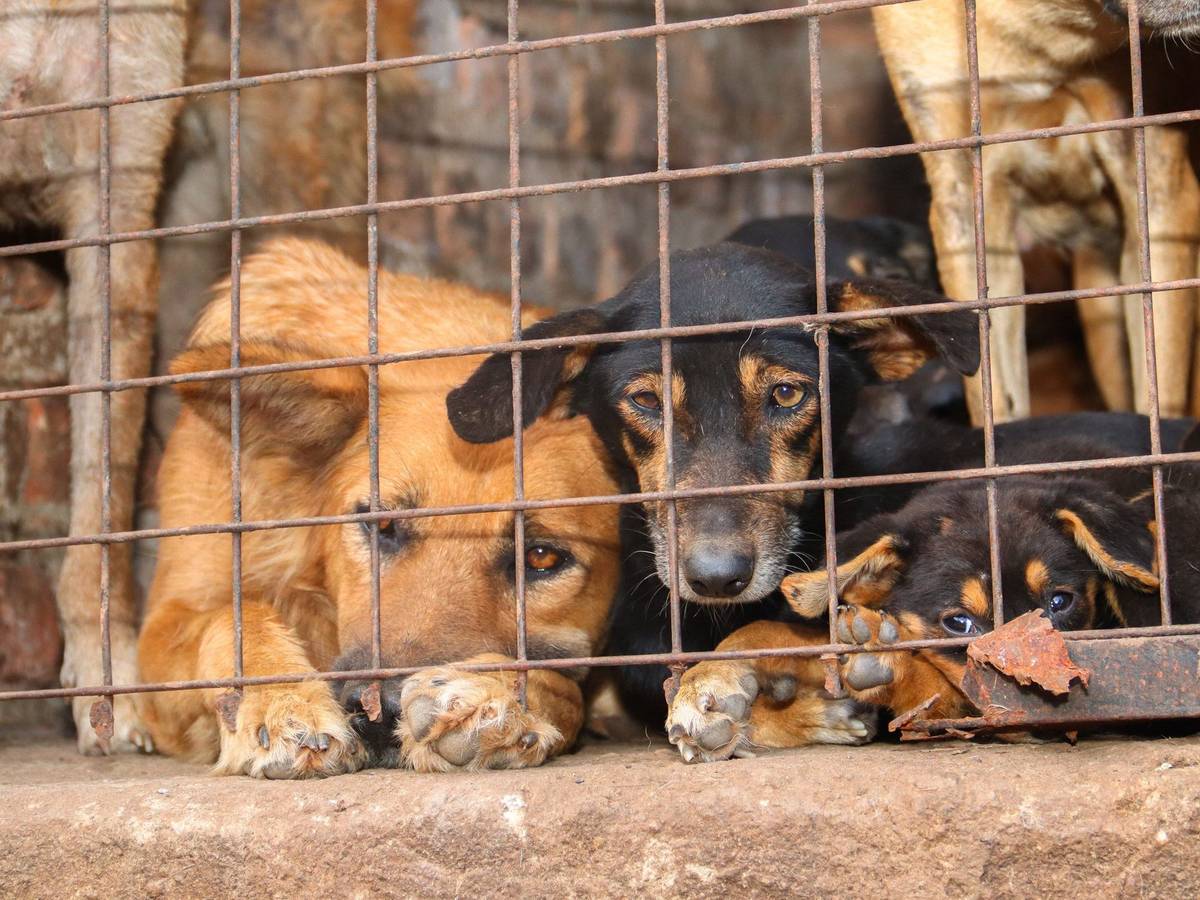 Missbrauchte Hunde in Uganda