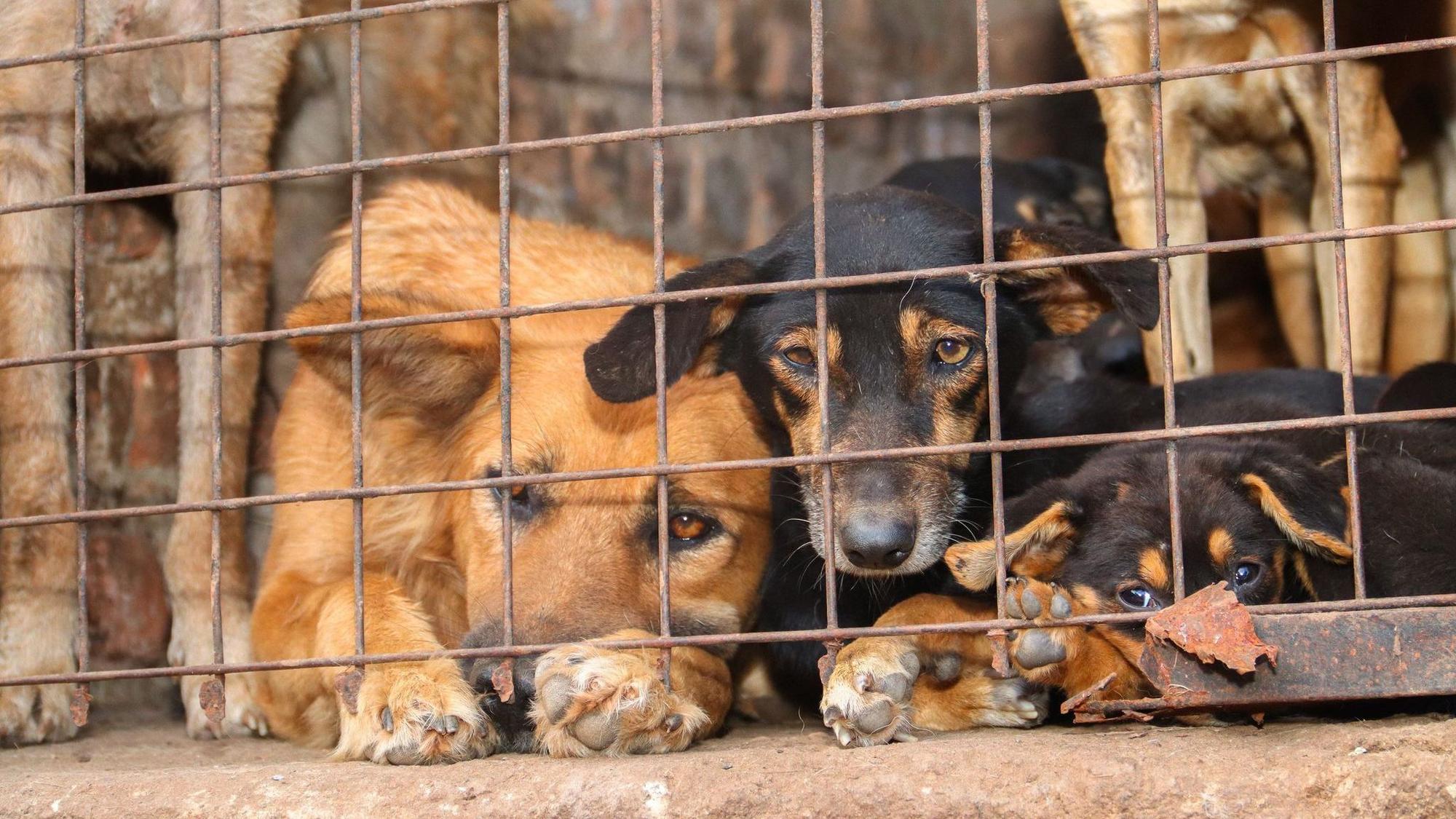 Missbrauchte Hunde in Uganda