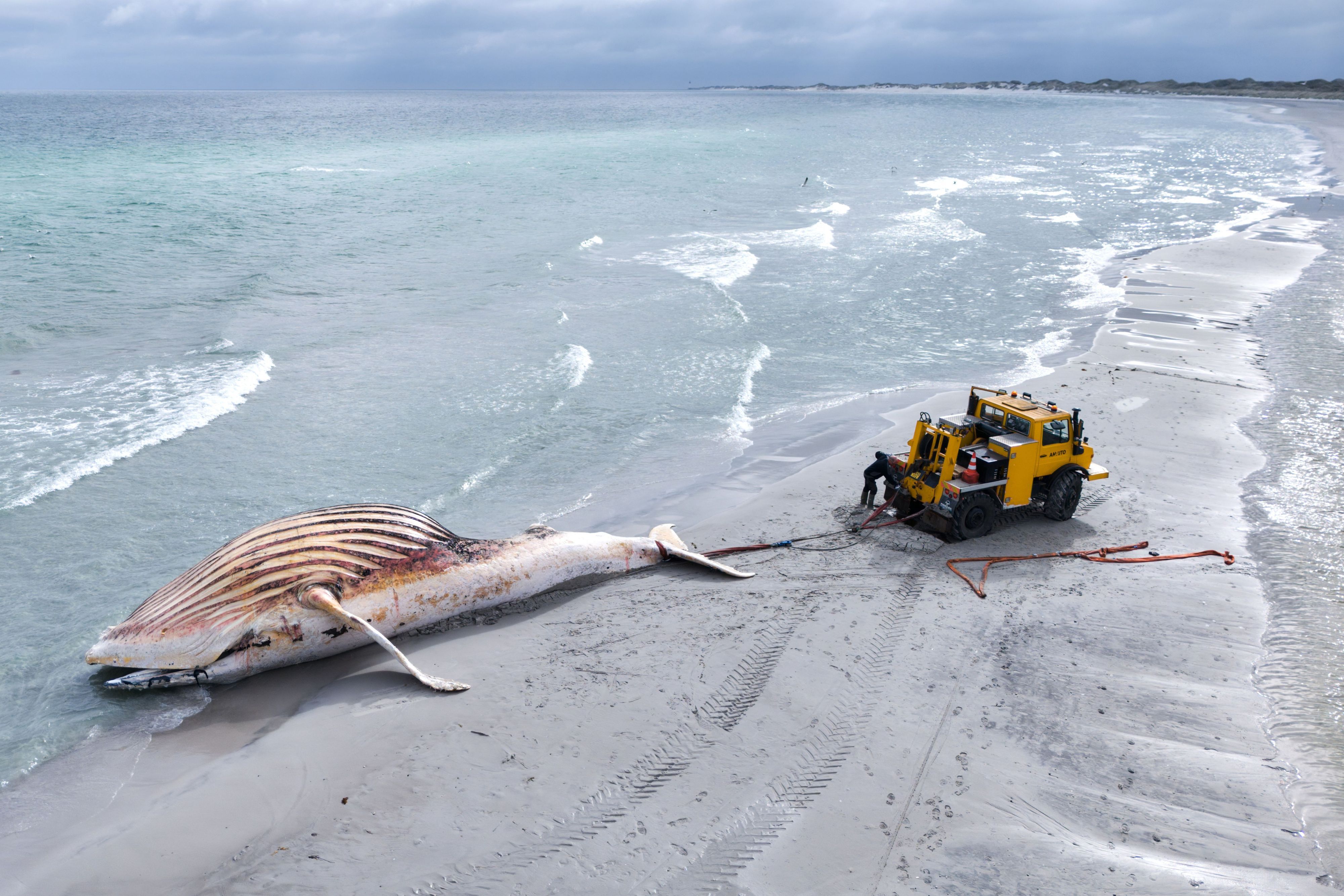 Der tote Wal wird an Land der dänischen Insel Anholt gezogen. Es handelt sich um den als „Timmy“ bekannten Buckelwal, der Ende März erstmals vor Timmendorfer Strand gestrandet war und rund einen Monat später in die Nordsee transportiert wurde. Jetzt reißen sich Museen um die Knochen.