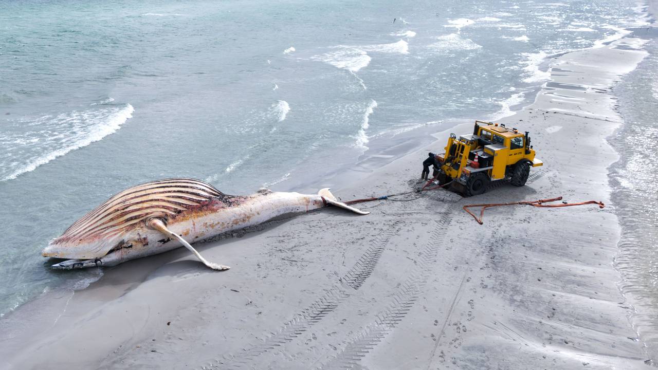 Der tote Wal wird an Land der dänischen Insel Anholt gezogen. Es handelt sich um den als „Timmy“ bekannten Buckelwal, der Ende März erstmals vor Timmendorfer Strand gestrandet war und rund einen Monat später in die Nordsee transportiert wurde. Jetzt reißen sich Museen um die Knochen.