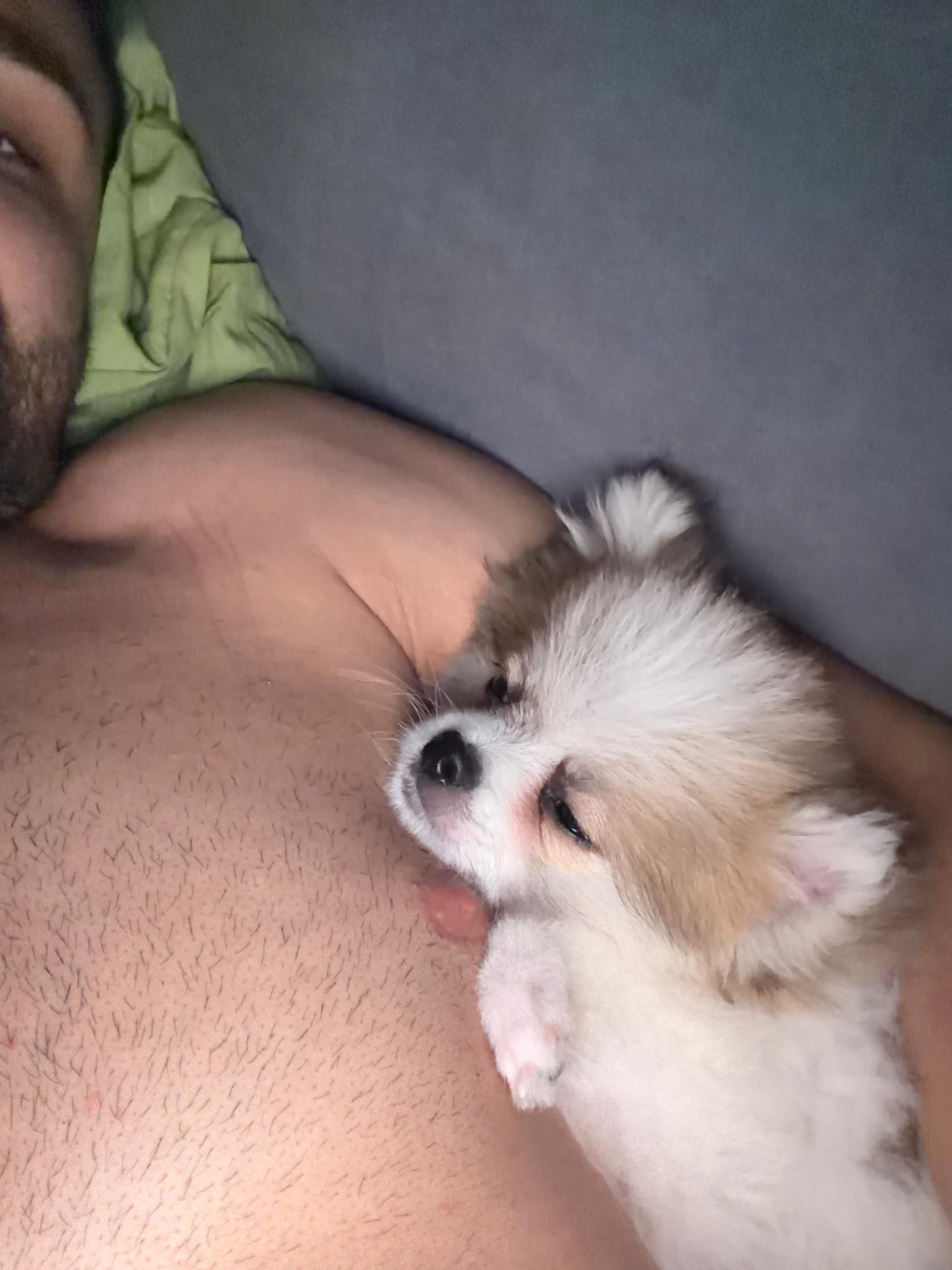 Ein Hundewelpe schläft auf der nackten Brust seines Herrchens.