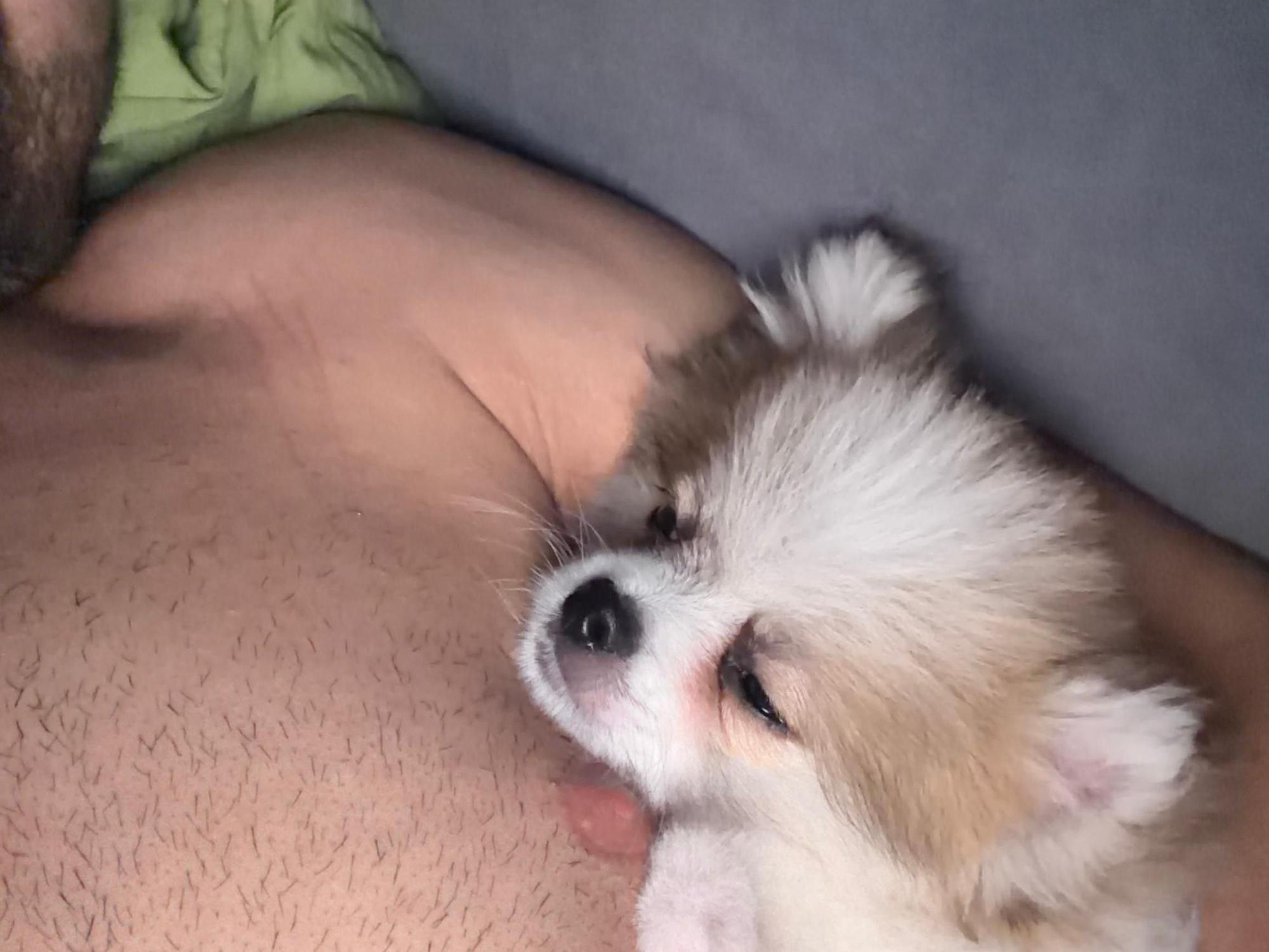 Ein Hundewelpe schläft auf der nackten Brust seines Herrchens.