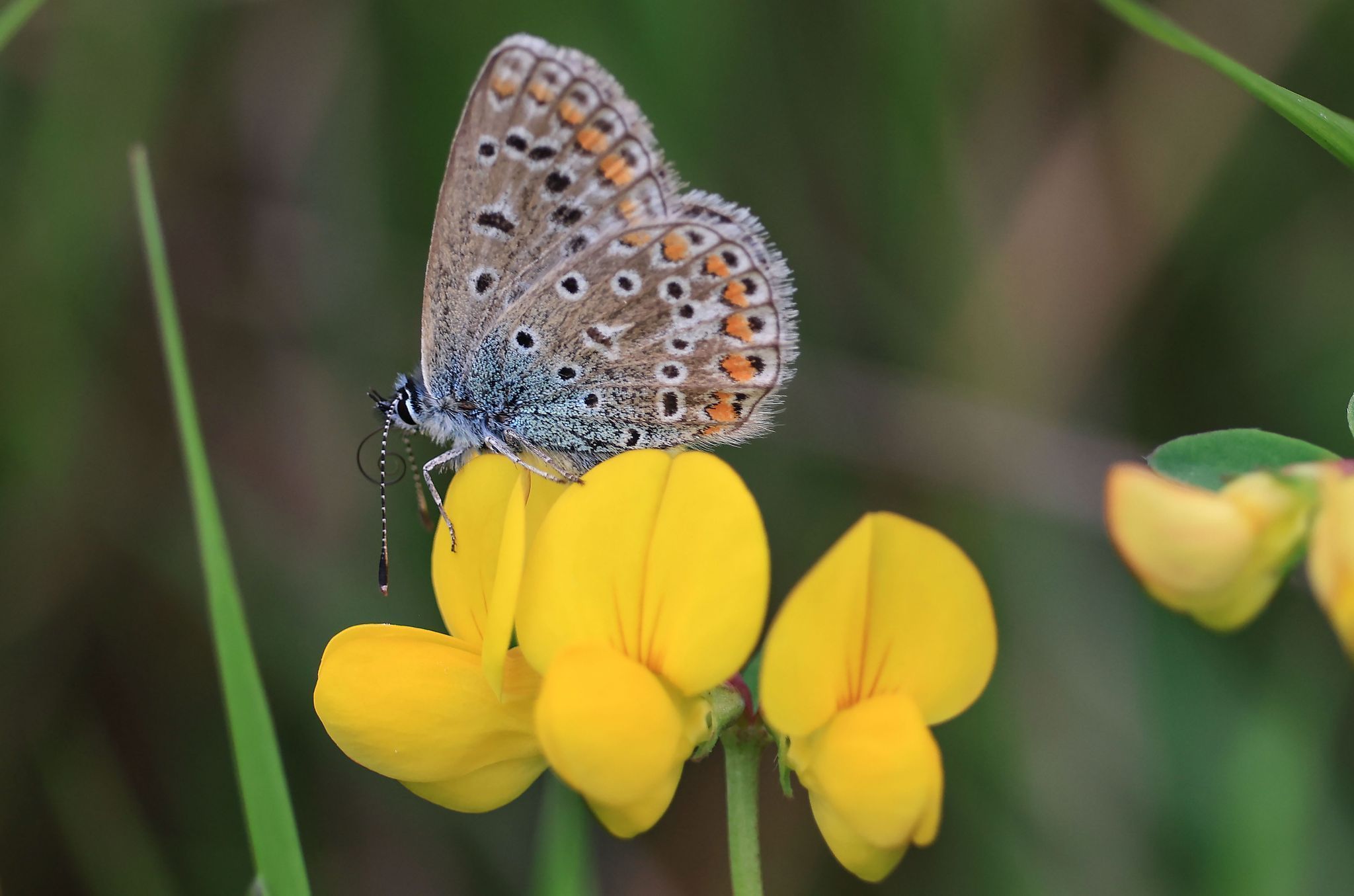 Schmetterlingsmonitoring
