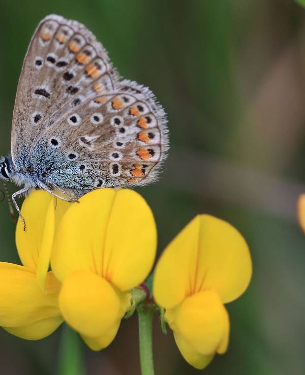 Schmetterlingsmonitoring
