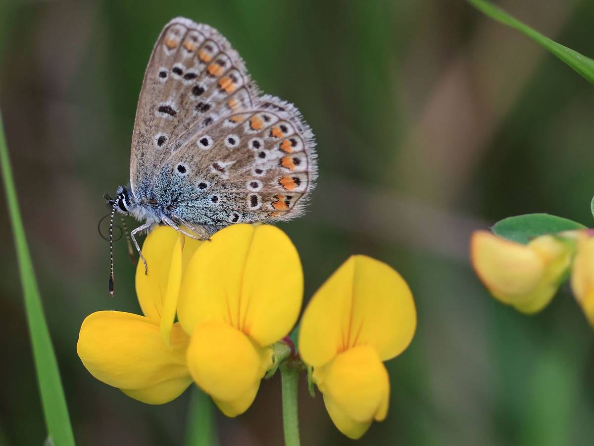 Schmetterlingsmonitoring