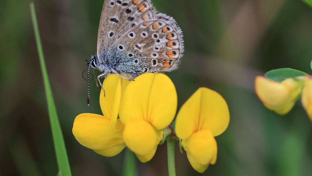 Schmetterlingsmonitoring
