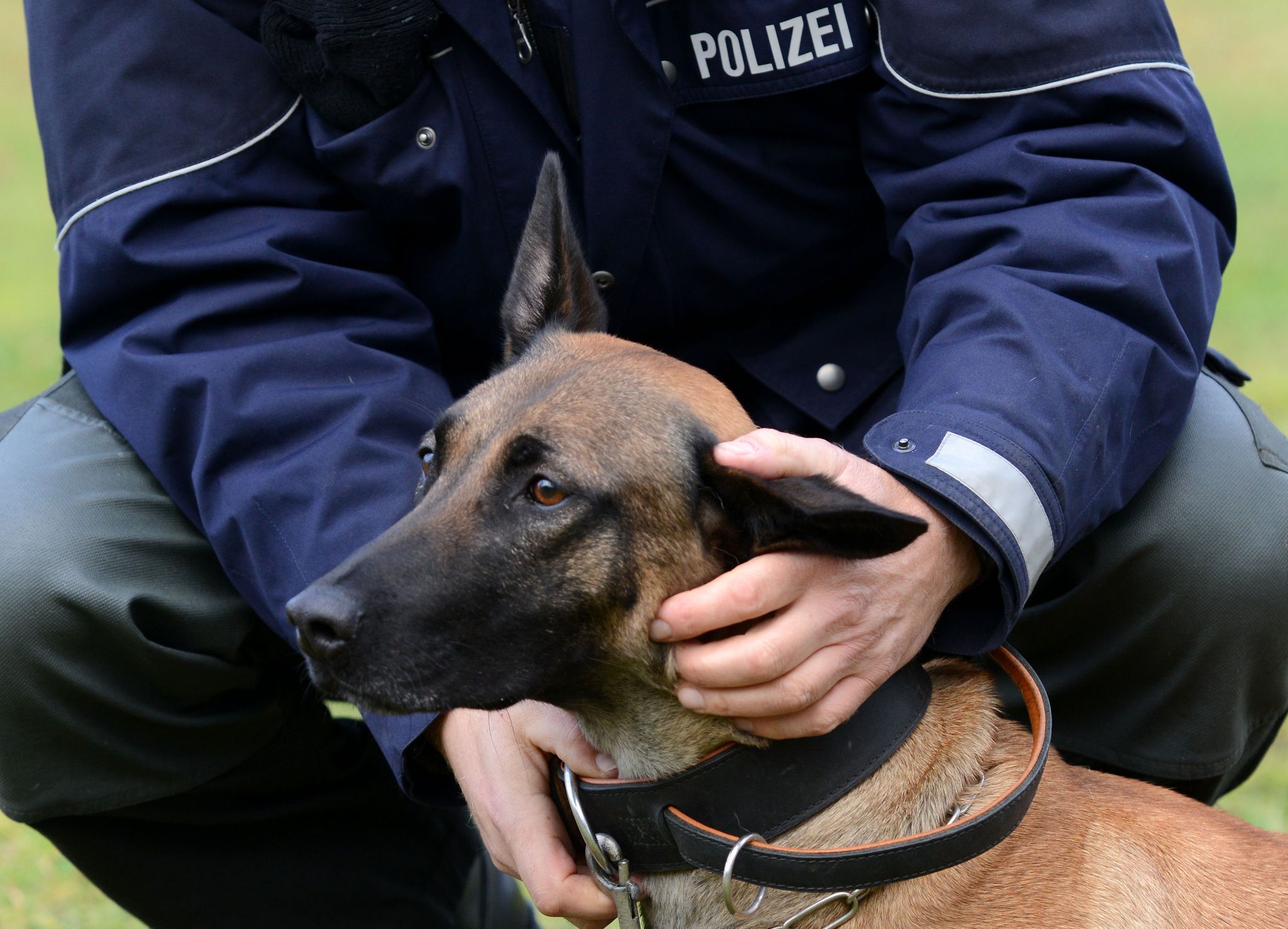 Wenn es zur Polizeihunde-Laufbahn nicht reicht